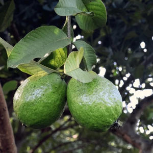 Fidan Paketim Guava Ağacı