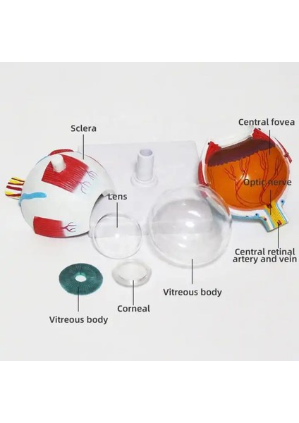 Göz Tıp Eğitim Maketi Model 50