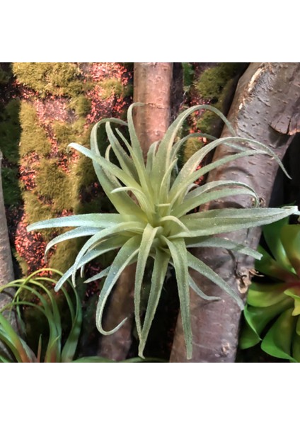 Paket Yapay Ananas Çim Hava Bitkileri Sahte Çiçekler Sahte Akın Tillandsia Bromeliads Ev Bahçe Dekoru (Yurt Dışından)