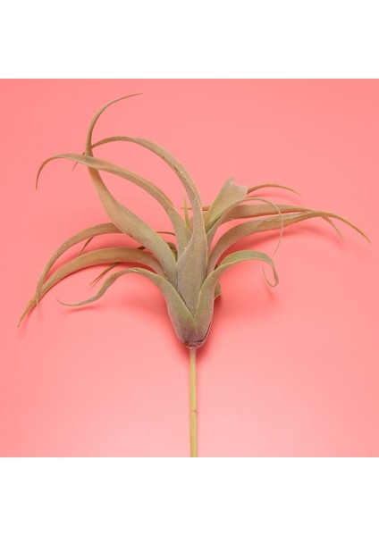 Paket Yapay Ananas Çim Hava Bitkileri Sahte Çiçekler Sahte Akın Tillandsia Bromeliads Ev Bahçe Dekoru (Yurt Dışından)