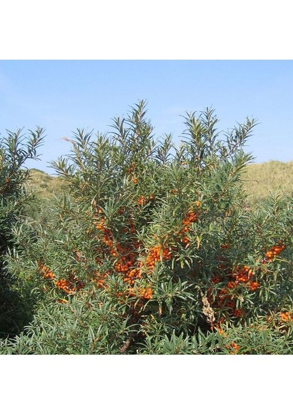 Yabani Iğde Yağı 50GR Soğuk Sikim (Sea Buckthorn)