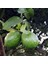 Guava Ağacı 1