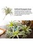 Paket Yapay Ananas Çim Hava Bitkileri Sahte Çiçekler Sahte Akın Tillandsia Bromeliads Ev Bahçe Dekoru (Yurt Dışından) 2