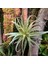 Paket Yapay Ananas Çim Hava Bitkileri Sahte Çiçekler Sahte Akın Tillandsia Bromeliads Ev Bahçe Dekoru (Yurt Dışından) 3