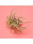 Paket Yapay Ananas Çim Hava Bitkileri Sahte Çiçekler Sahte Akın Tillandsia Bromeliads Ev Bahçe Dekoru (Yurt Dışından) 5