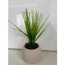 Trendkent Mini Saksıda Yapay Çiçek Saz Grass Demeti Gerçek Yosunlu Mini Saksı Aranjman