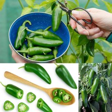 Zengarden Erkenci Jalapeno Biber Tohumu Acı