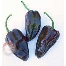 Zengarden Mulato Biber Tohumu Orta Acı Geleneksel Mulato Isleno Heirloom Pepper Seeds