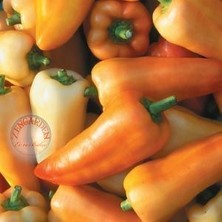 Zengarden Feher Ozon Acı Biber Tohumu Capsicum