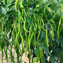 Zengarden Acı Kıl Biber Tohumu Capsicum Annuum