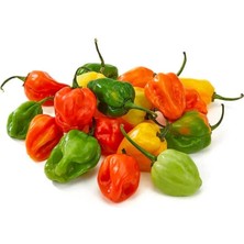 Zengarden Habanero Biberi Tohumu Mix Renkli Karışım Acı