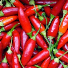 Zengarden Piri Piri Chili Biberi Tohumu Capsicum Baccatum