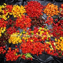 Zengarden Renkli Karayip Acı Biber Tohumu Karışımı