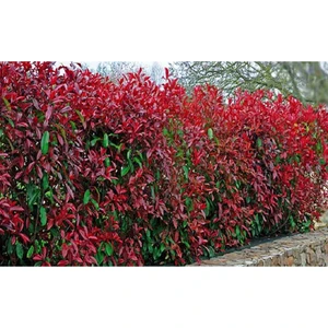 5 Adet Alev Çalısı (Photinia Red Robin) 70-100 cm