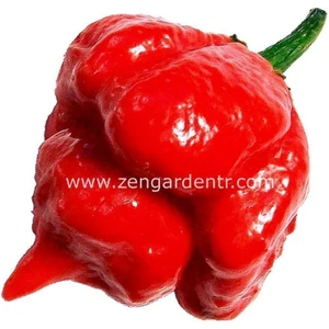 Trinidad Scorpion Çok Acı Biber Tohumu Akrep Biberi