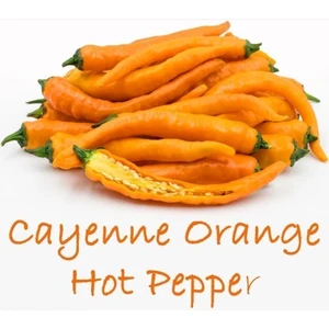 Turuncu Cayenne Acı Biber Tohumu Orange Cayenne Chile Peppers