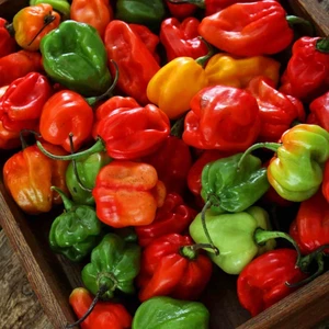 Habanero Biberi Tohumu Mix Renkli Karışım Acı