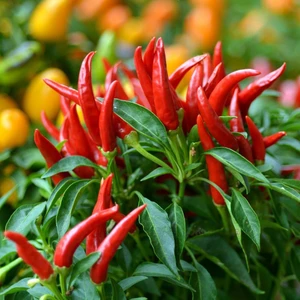 Piri Piri Chili Biberi Tohumu Capsicum Baccatum