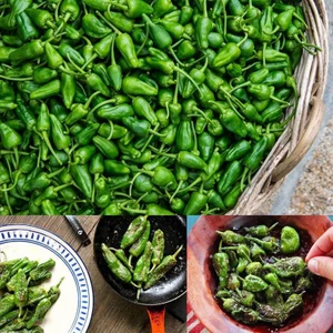 Padron Acı Biber Tohumu