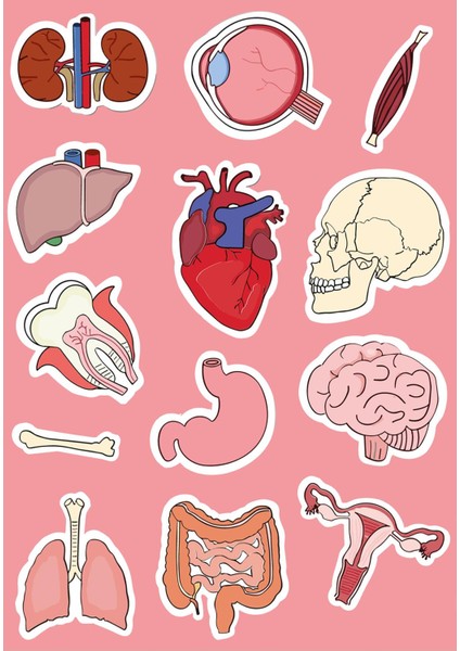 Organlar Eğitici Sticker Seti Ajanda Telefon Laptop Sticker Seti 13 Adet