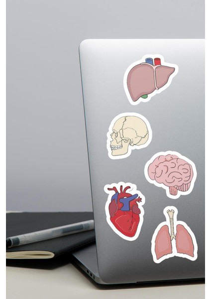 Organlar Eğitici Sticker Seti Ajanda Telefon Laptop Sticker Seti 13 Adet