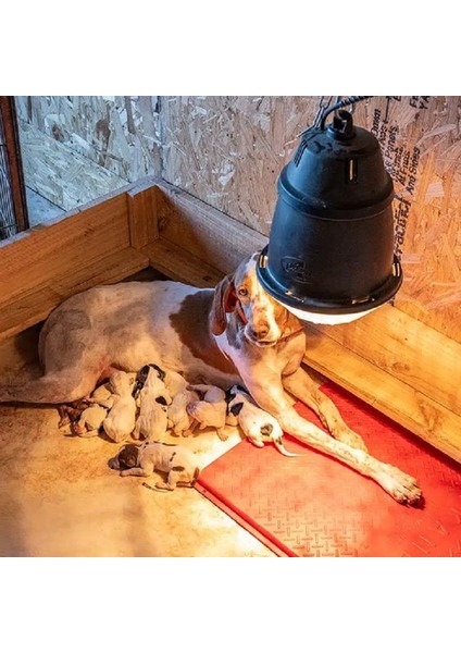 Infrared Isıtıcı Lamba /2 Adet