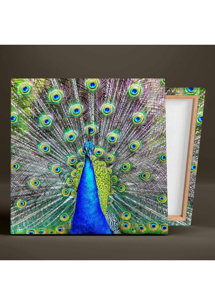 Kanatlarını Açmış Mavi Tüylü Tavus Kuşu Kare Kanvas Tablo fiyatları
