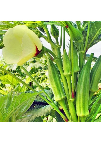 Zümrüt Okra Dikensiz Bamya Tohumu