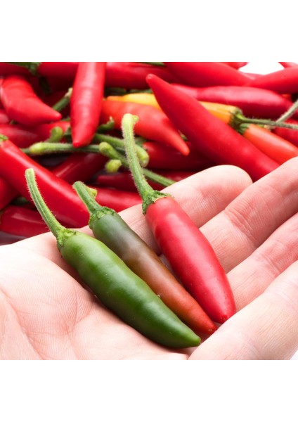 Serrano Tampiqueno Biber Tohumu Orta Acı modelleri