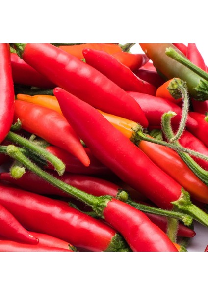 Serrano Tampiqueno Biber Tohumu Orta Acı fırsatları