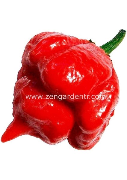 Trinidad Scorpion Çok Acı Biber Tohumu Akrep Biberi