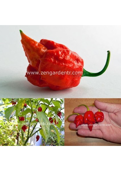 Trinidad Scorpion Çok Acı Biber Tohumu Akrep Biberi