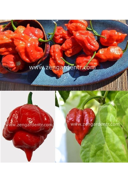 Trinidad Scorpion Çok Acı Biber Tohumu Akrep Biberi