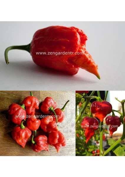 Trinidad Scorpion Çok Acı Biber Tohumu Akrep Biberi