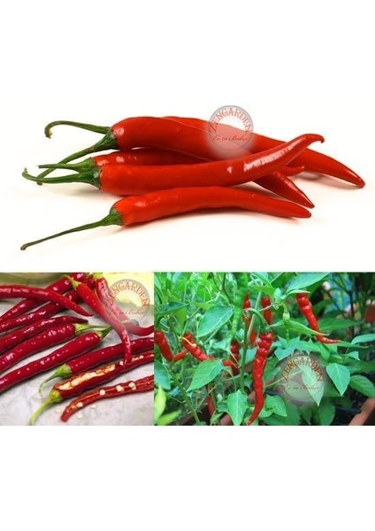 Cayenne Kırmızı Kıl Biber Tohumu Chili Pepper Çok Acı fiyatları
