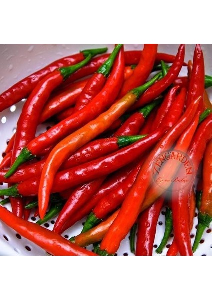 Cayenne Kırmızı Kıl Biber Tohumu Chili Pepper Çok Acı modelleri