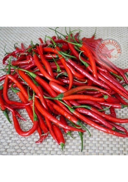 Cayenne Kırmızı Kıl Biber Tohumu Chili Pepper Çok Acı fırsatları