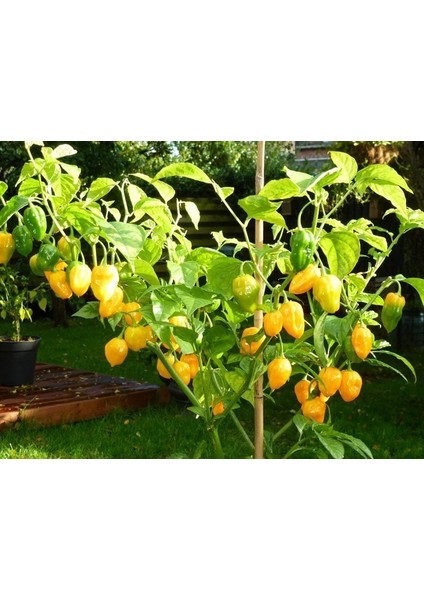 Sarı Habanero Biberi Tohumu Acı