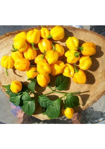 Sarı Habanero Biberi Tohumu Acı