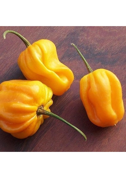 Sarı Habanero Biberi Tohumu Acı