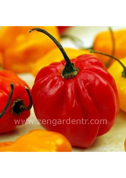 Kırmızı Habanero Biber Tohumu Acı