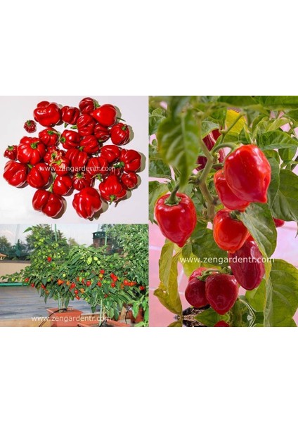 Kırmızı Habanero Biber Tohumu Acı fiyatları