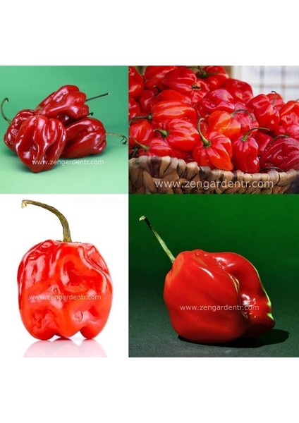 Kırmızı Habanero Biber Tohumu Acı modelleri