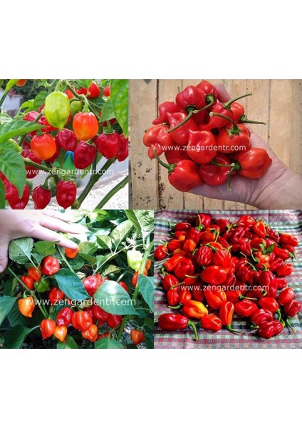 Kırmızı Habanero Biber Tohumu Acı fırsatları