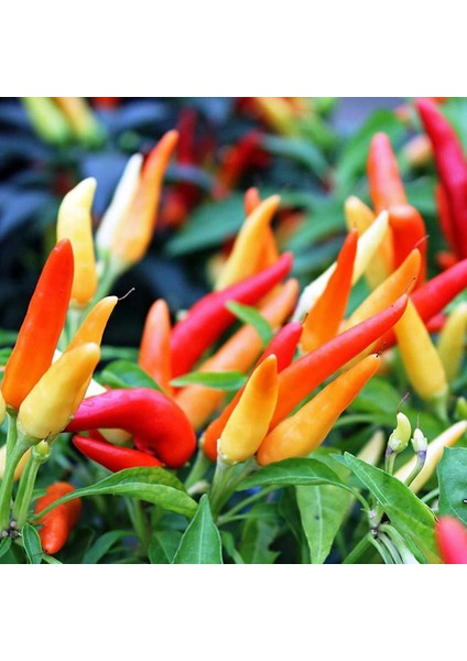 Tabasco Acı Biber Tohumu fiyatları