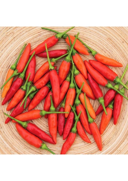Tabasco Acı Biber Tohumu fırsatları