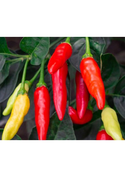 Tabasco Acı Biber Tohumu indirimleri