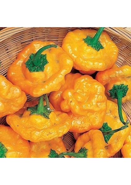 Acı Sarı Mantar Biber Tohumu Jamaican Yellow Mushroom