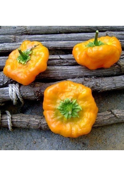 Acı Sarı Mantar Biber Tohumu Jamaican Yellow Mushroom fiyatları
