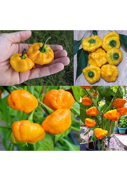 Acı Sarı Mantar Biber Tohumu Jamaican Yellow Mushroom modelleri